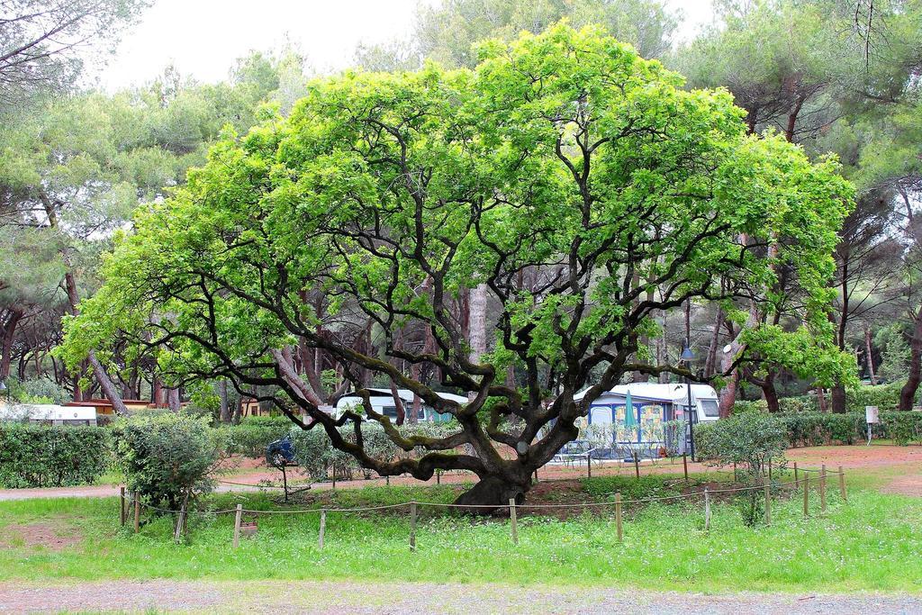 Le Esperidi Camping Ecoresort Marina Di Bibbona Zewnętrze zdjęcie